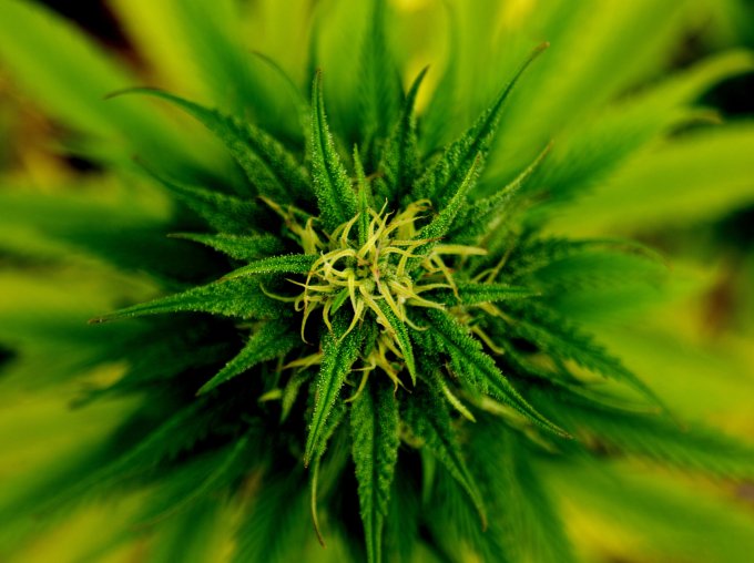 Nasiona marihuany feminizowane